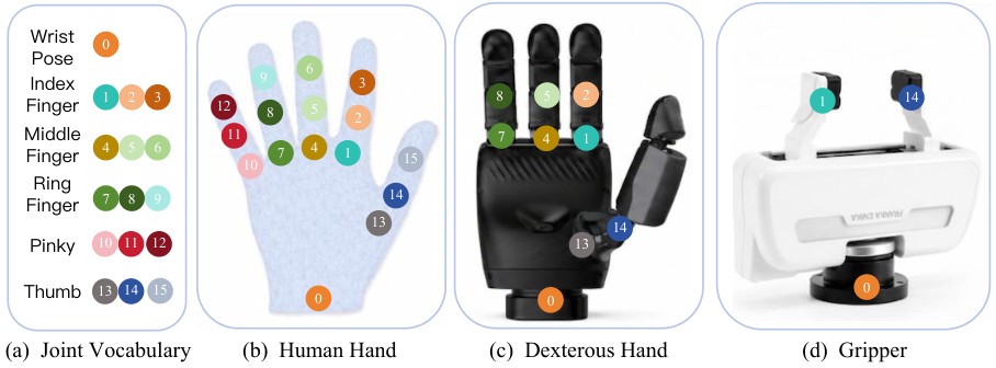 Diagram of the Joint-Aligned Action Space mapping human, dexterous, and gripper hands