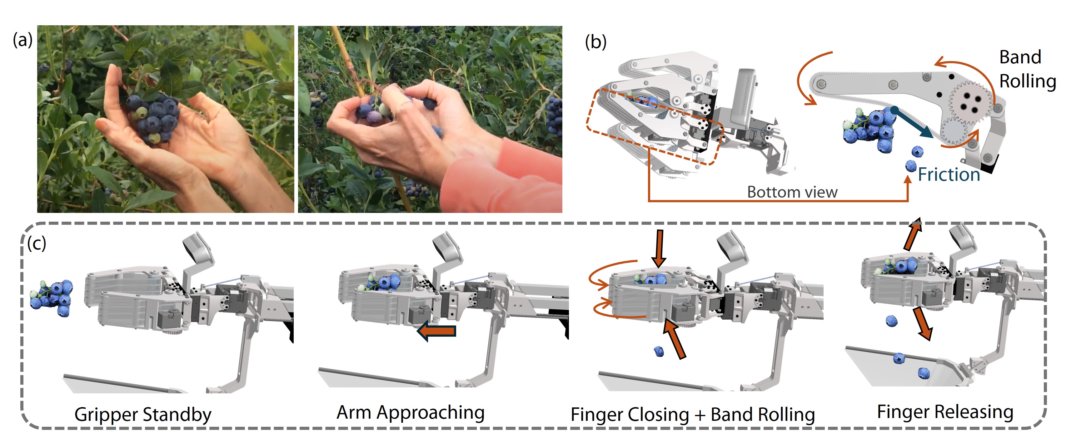 Human hands picking a blueberry cluster next to diagrams of rolling-band fingers drawing berries off a stem into a net