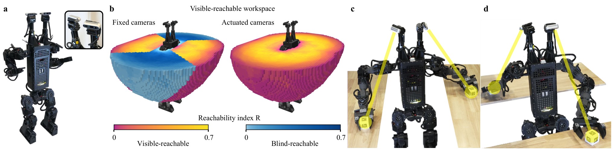 Duke Humanoid V2 with dual actuated cameras, workspace maps, and two-target grasps