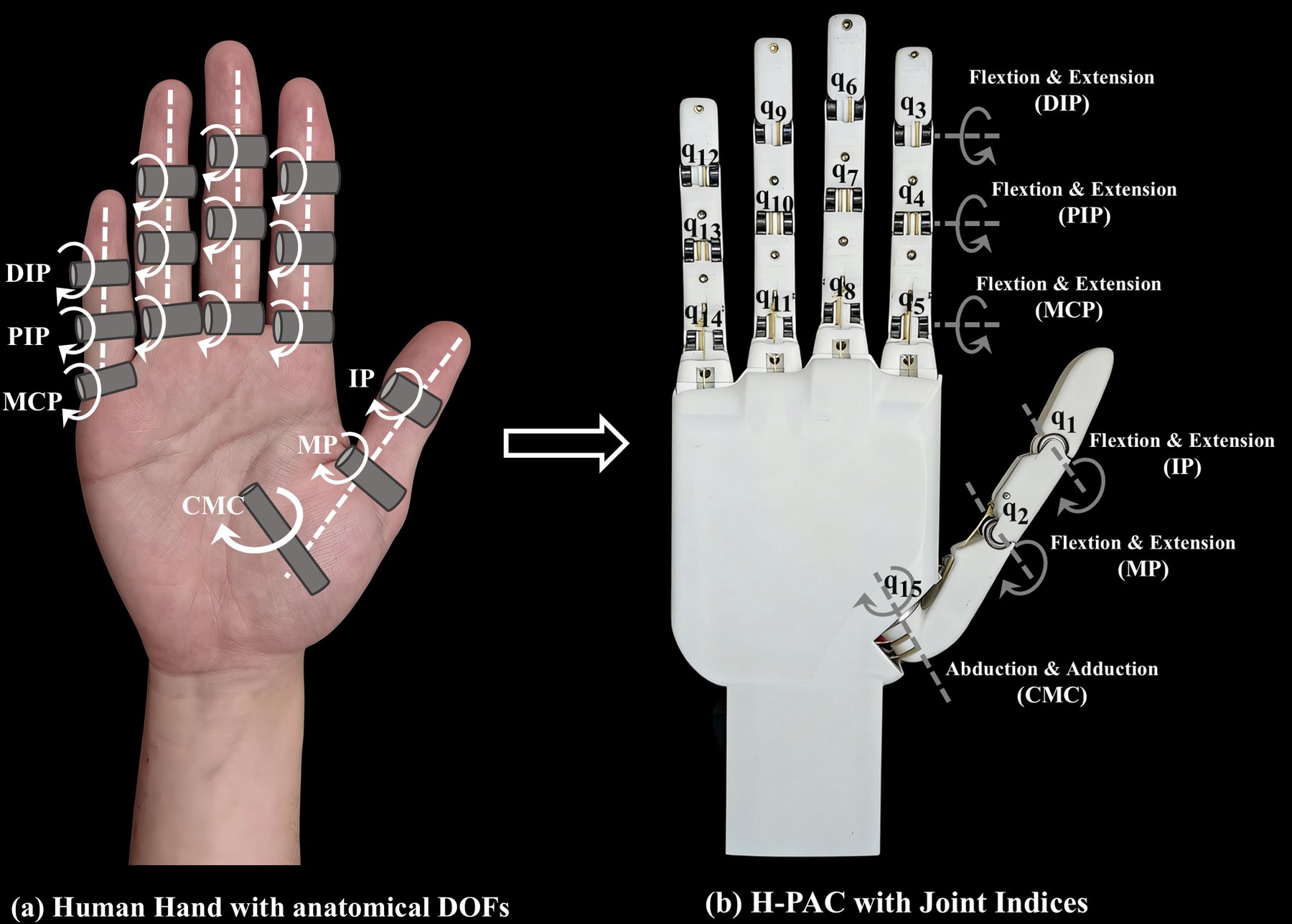 H-PAC tendon-driven hand next to a labeled human-hand DOF diagram
