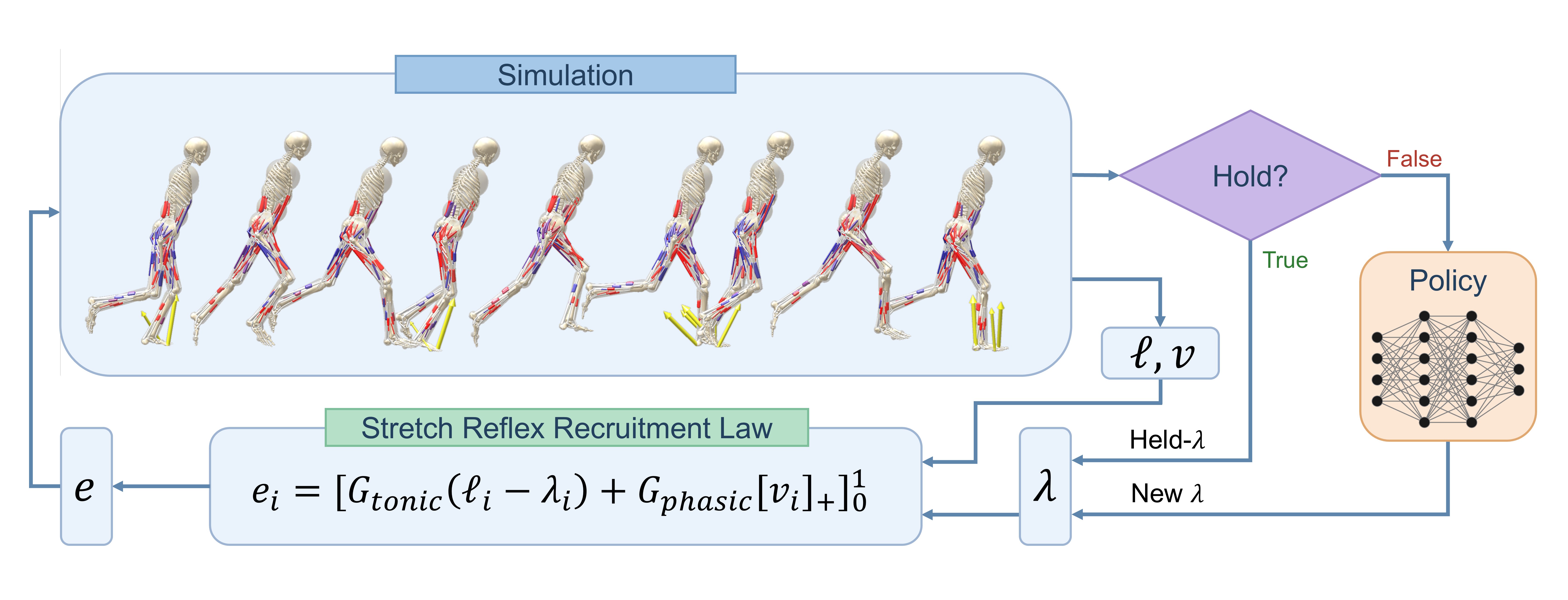 Diagram of a sprinting musculoskeletal model with a stretch-reflex law holding lambda between policy queries