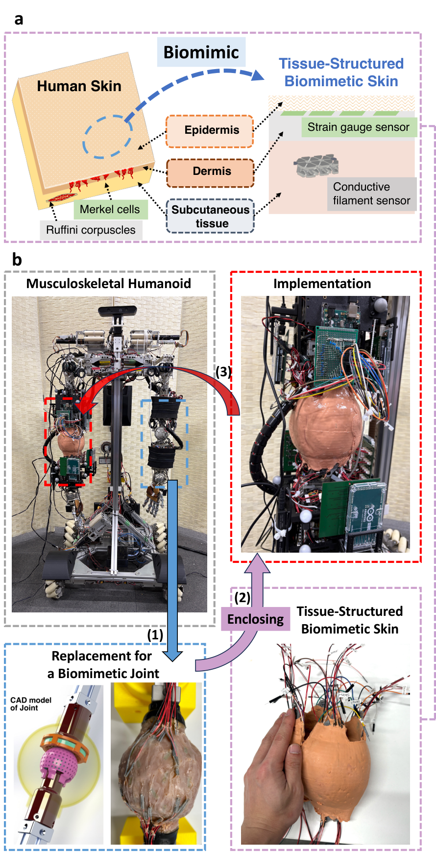 Diagram and photos of tissue-structured skin mounted on the Musashi-W musculoskeletal humanoid