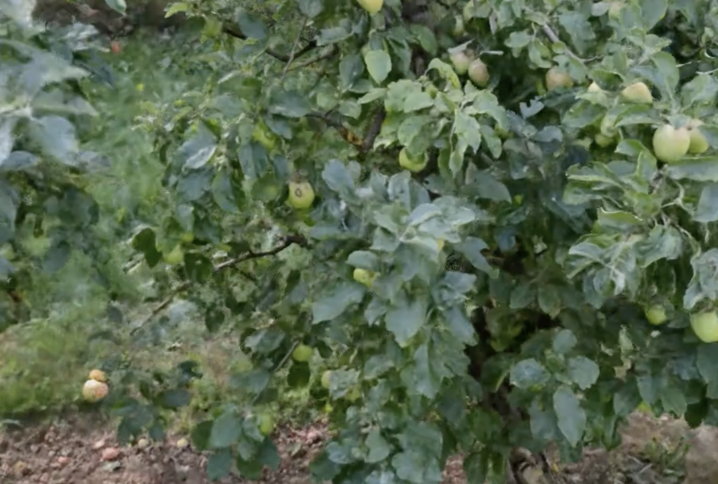 Close RGB novel-view render of the reconstructed apple tree