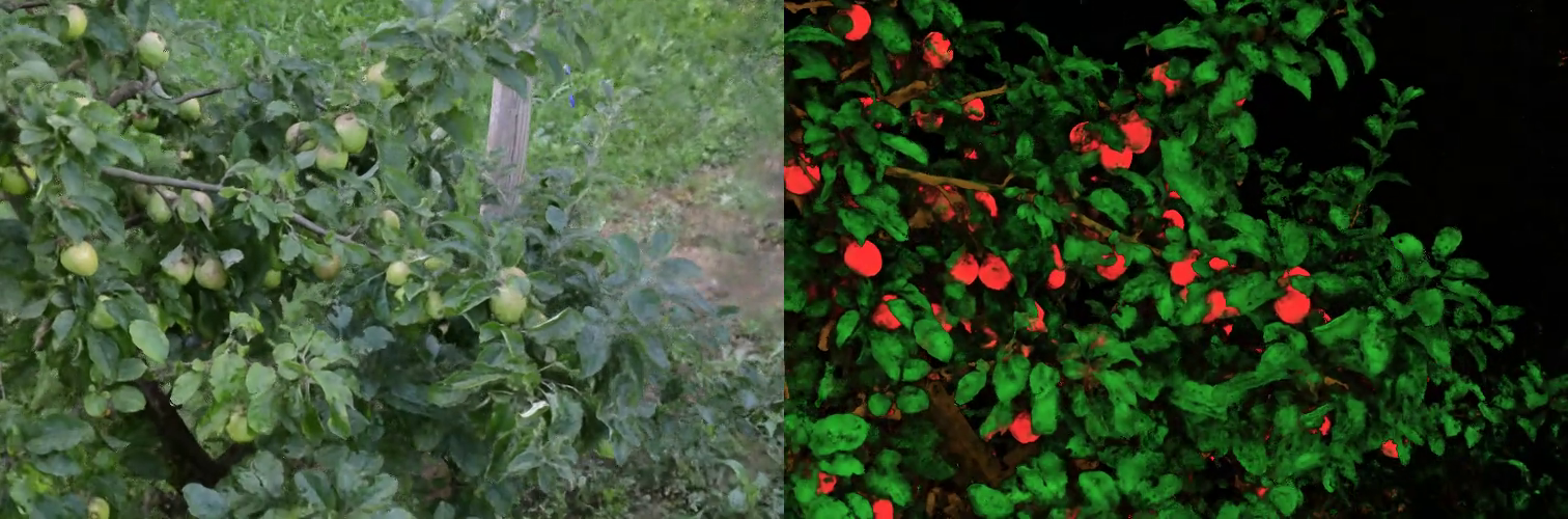 Orchard photo next to semantic render with red apples and green leaves