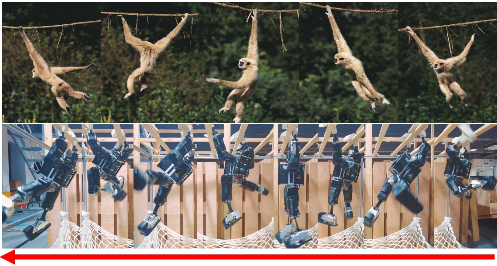 Gibbon brachiation stills above a humanoid swinging on overhead bars