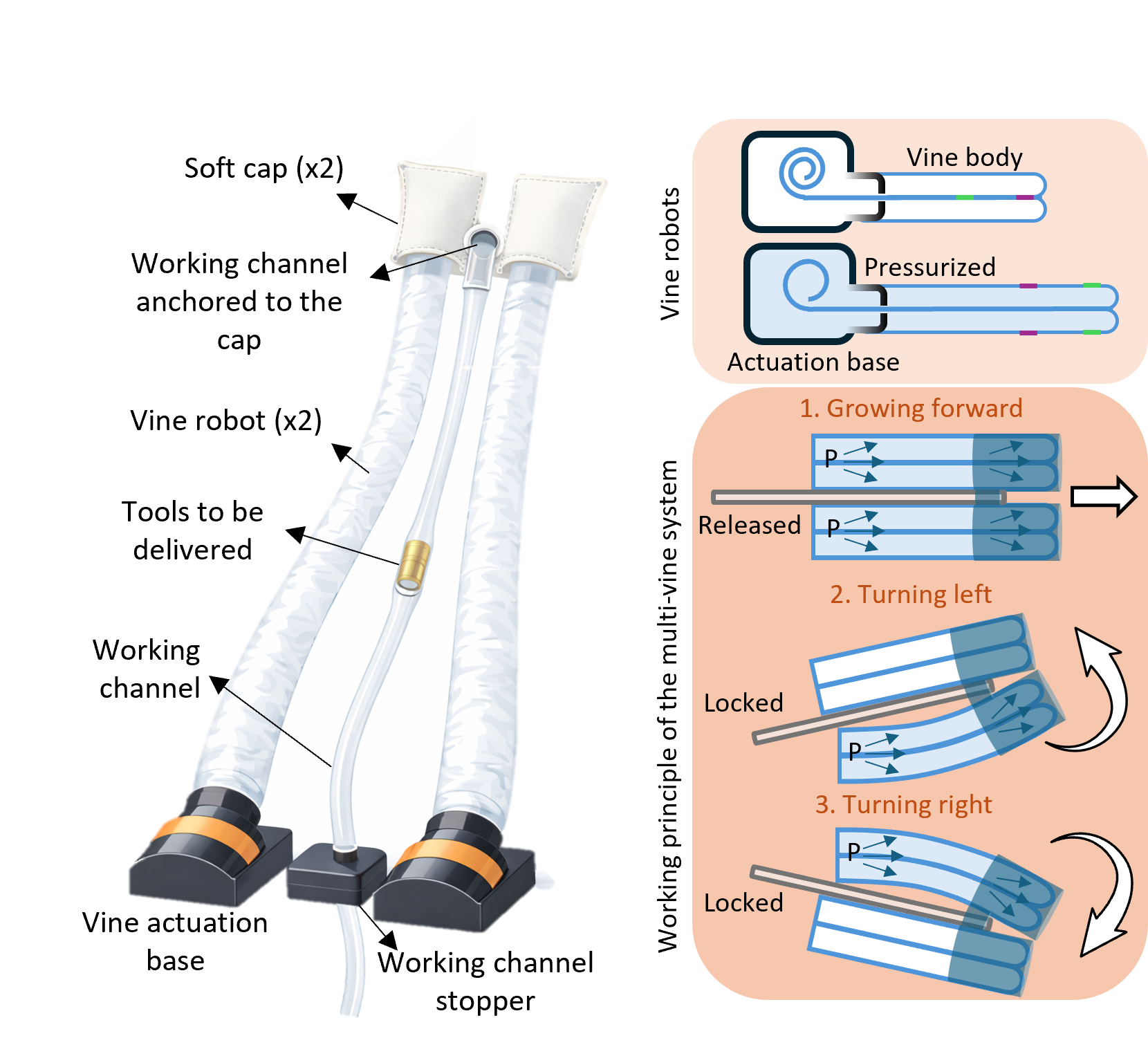 Diagram of two pressurized vine robots with a central working channel and left/right steering