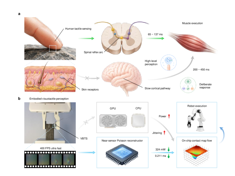 Near-sensor visuotactile architecture compared to biological reflex and host GPU path